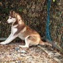 제이 애견 호텔 이미지