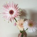영신송이