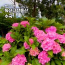 동산아파트옆 | 부산 수국 명소 가볼만한곳 녹산 고향 동산 실시간, 주차 및 추천 동선