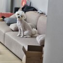 소리징 이미지