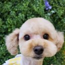 땡글땡굴 이미지