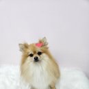 이쁜멍멍 이미지