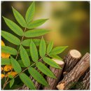 옻나라 | 60대 건강 옻 효능 알레르기 부작용 섭취방법 정리