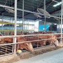 민영축산 이미지