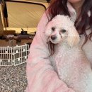 별비담캠핑장 | [동해] 애견동반 캠핑장 추천 별비담 2박3일 내돈내산 후기