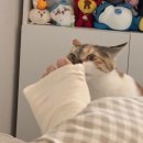 태릉마이크로의원 이미지