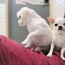루피 하임