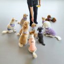 카르펫디엠 강아지유치원 네이버블로그