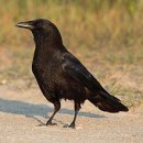 까마귀Corvus (genus) 이미지