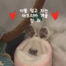 귀여운 겨울잠쥐 이미지