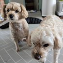 댕이랑 | 댕이수랏간 강아지 기관지영양제 침향 기관지청청, 급여후기!