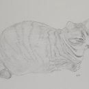 토리두두 이미지