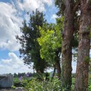 하례광장로 이미지