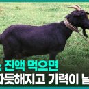 초방리흑염소 이미지