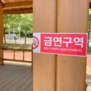 폐에 좋은 영양제 독소 배출 하루미츠 말차 브리즈로 건강 관리 시작