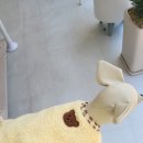 멍냥이꼬 이미지