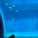 대야평생학습관 | 시흥 해양생태과학관 | 해양생물과 레고 놀이장! 서울 근교 아이랑 가볼만한 곳 솔직후기 예약방법