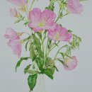 봄맞이 꽃그림 보태니컬 아트 이미지