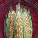 어부네농장 이미지