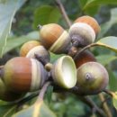 예뿐강아지 이미지