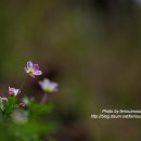 뒤태가 더 아름다운 멸종위기 남방바람꽃 탐사여행!! 이미지