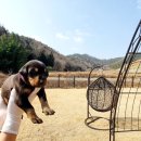 노블라인 도베르만 이미지