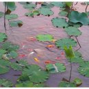 물고기마을 이미지