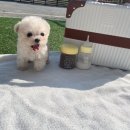 퍼피스토리 이미지