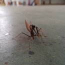 급한대로공작소