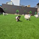 파파퍼피 DOG하우스 이미지