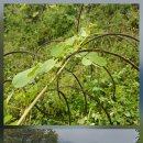 [주간메일 348] 눈에 좋다는 결명자.. 이미지