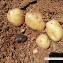 흰돌농장 이미지