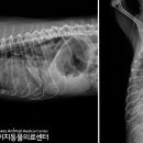 24시 이지동물의료센터 이미지