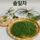 솔잎