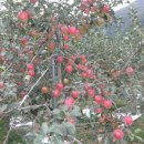 곽종석농장 이미지