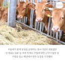 강성농장 네이버블로그