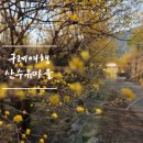 일대마을 | 구례 산수유 마을 다녀온 후기 개화 상황 코스 정보