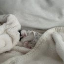 젖소 아기 고양이 입양 첫날, 골골송 듣고 심장 녹은 후기