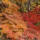 도봉산의 가을단풍 이미지