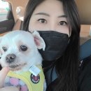 레브몽 | <애견독채펜션/레브몽> 가평여행 / 달빛방 후기