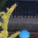 파란우산 - 서구 완정로34번길 22 | 파란우산