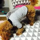 개아범펫마트 이미지