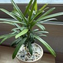 올리브나무 이미지