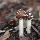 청계산 등산로 이미지