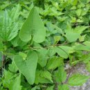백운산약초