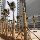 거제 장평포레나 이미지