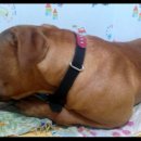 징베 카카오 검색결과