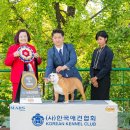 호야애견 이미지