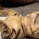 냥이의꿈 이미지