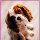 24시큰사랑동물병원 이미지